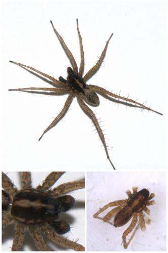 Pardosa agrestis