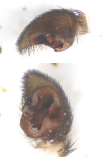 Réf. 53 564 : Pardosa agrestis