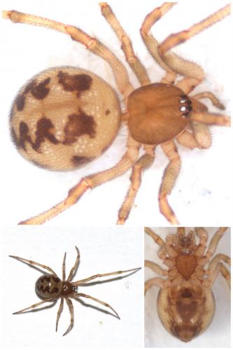 Steatoda triangulosa