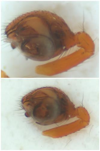 Sardinidion blackwalli