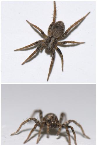 Xerolycosa sp.