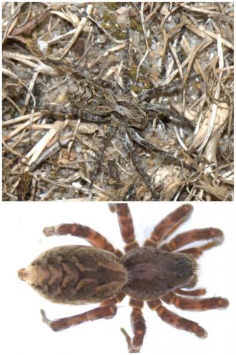 Réf. 53 888 : Alopecosa cursor