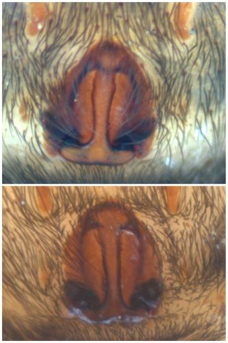 Hogna radiata