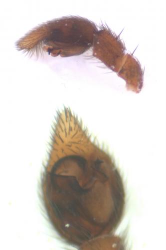 Xerolycosa miniata