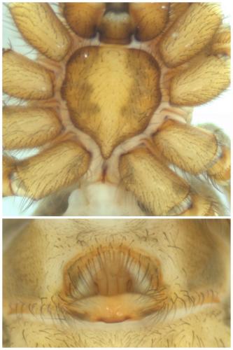 Eratigena agrestis