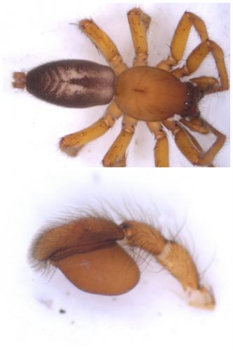 Clubiona corticalis