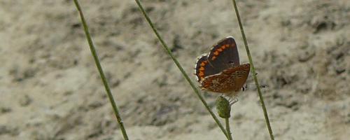 Réf. 53 778 : Aricia agestis