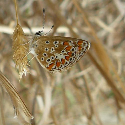 Aricia agestis