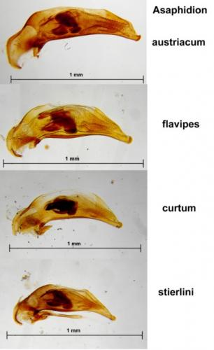 Réf. 53 069 : Asaphidion divers