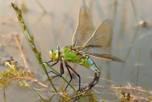 Réf. 53 908 : Anax imperator