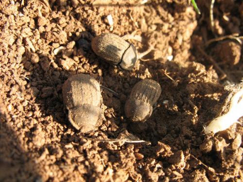 Asida sabulosa