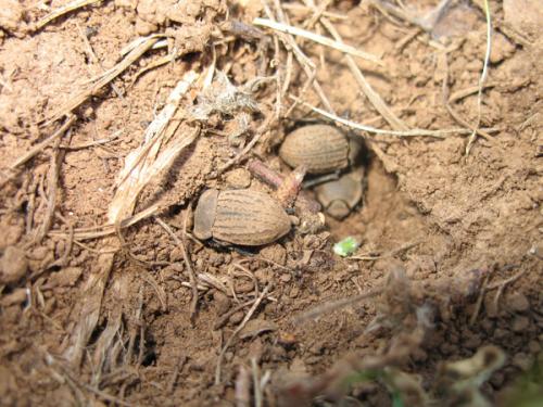 Asida sabulosa