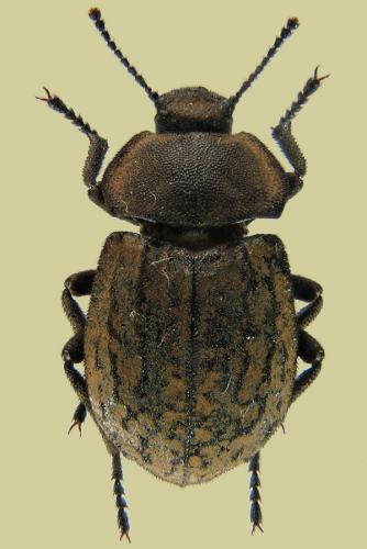 Asida sabulosa