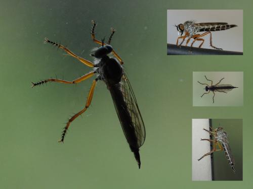 Neomochtherus pallipes