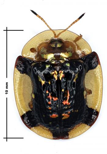 Réf. 53 825 : Aspidimorpha quinquefasciata