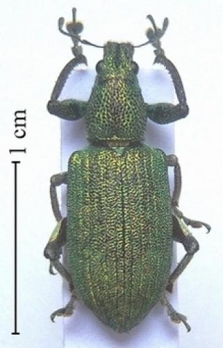 Réf. 53 097 : Astycus doriae