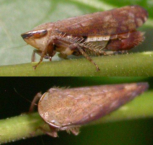 Fieberiella florii