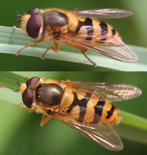 Epistrophe diaphana