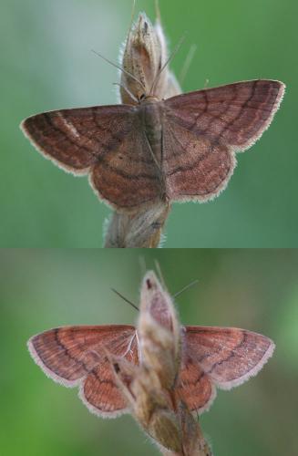 Réf. 53 496 : Scopula rubiginata