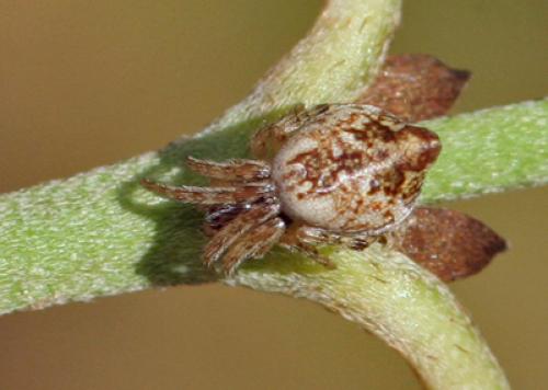 Cyclosa sp.