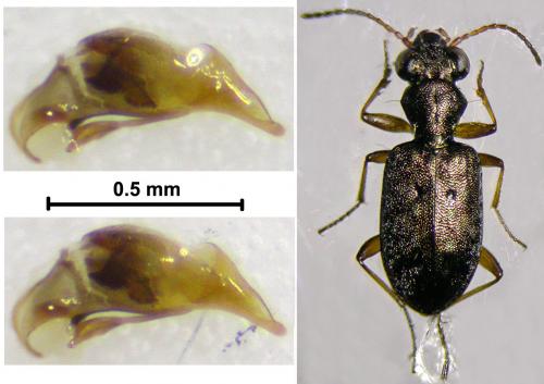 Réf. 53 090 : Asaphidion stierlini