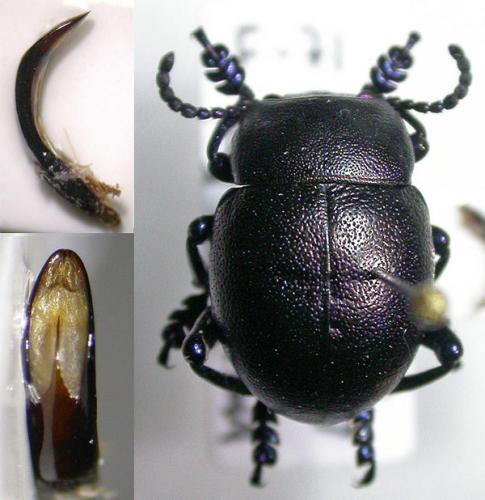 Timarcha goettingensis