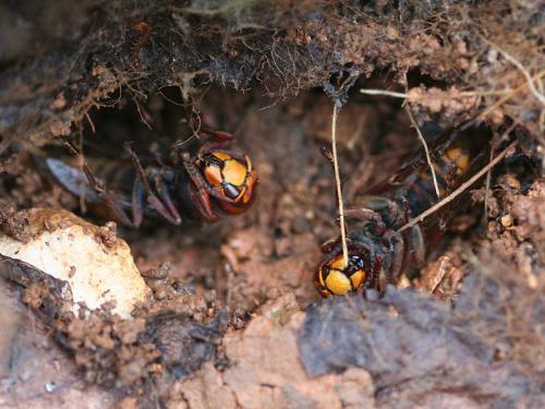 Réf. 53 371 : Vespa crabro