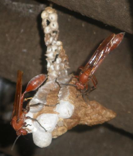 Belonogaster guerini