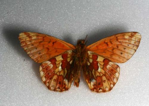 Boloria napaea