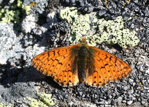 Boloria napaea