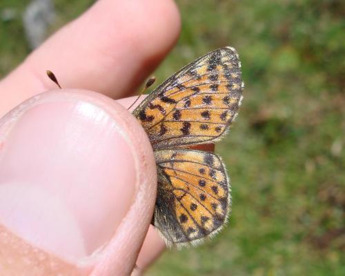 Réf. 53 140 : Boloria pales