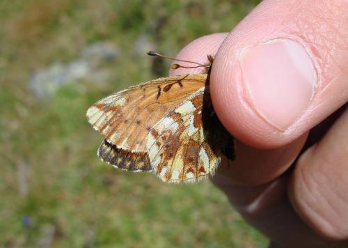Réf. 53 141 : Boloria pales
