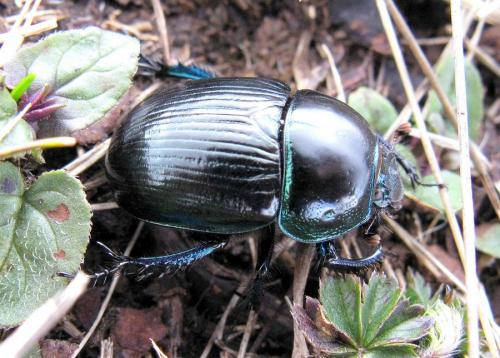 Geotrupes stercorarius