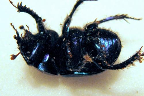 Geotrupes stercorarius
