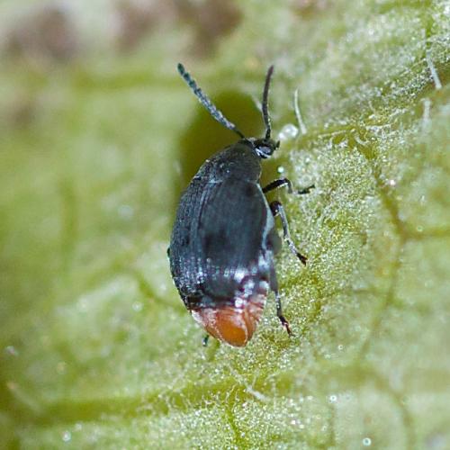 Bruchidius siliquastri