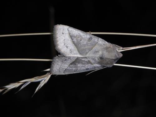Réf. 53 671 : Mesogona oxalina