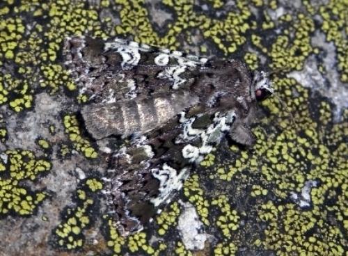Réf. 53 706 : Crypsedra gemmea