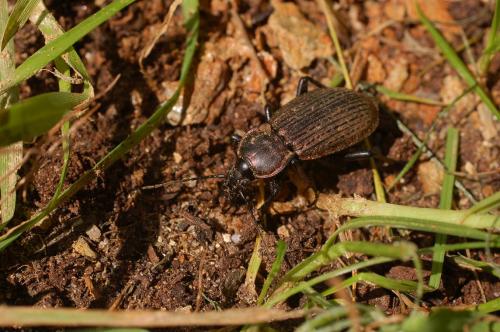Réf. 53 590 : Carabus morbillosus