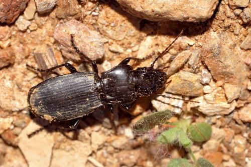 Percus corsicus