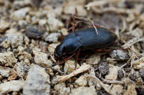 Pseudoophonus rufipes