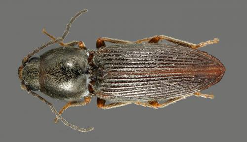 Cardiophorus exaratus