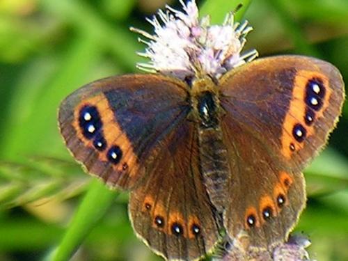 Erebia neoridas