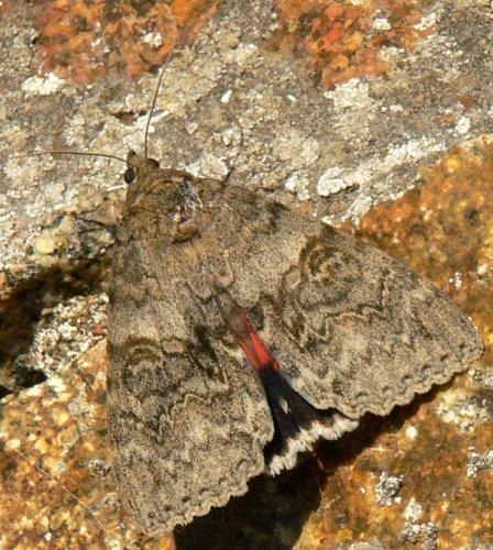 Réf. 53 108 : Catocala nupta