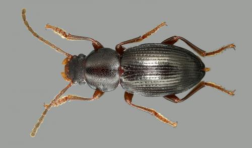 Catomus consentaneus