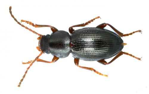Catomus consentaneus
