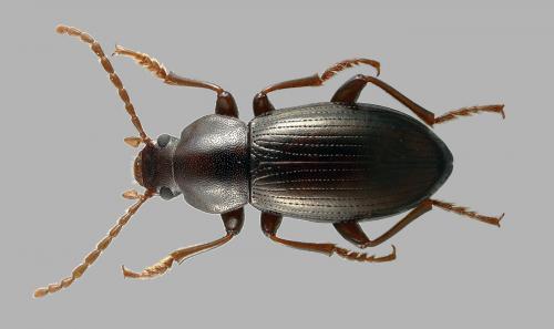 Nalassus assimilis