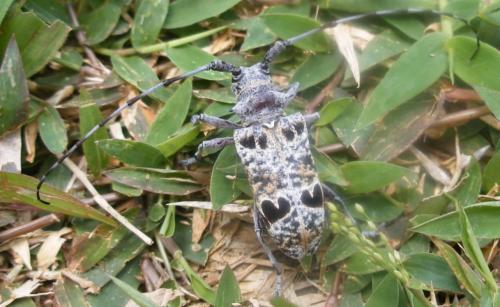 Monochamus tridentatus