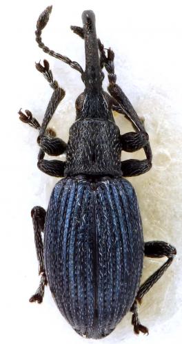 Réf. 53 064 : Ceratapion gibbirostre
