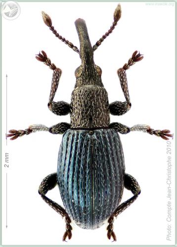 Ceratapion onopordi