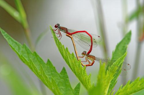 Ceriagrion tenellum